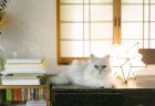 北鎌倉 葉祥明美術館 ARTなねこ Story.01