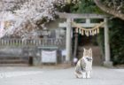 埼玉県・前玉神社の看板ねこ Story.02