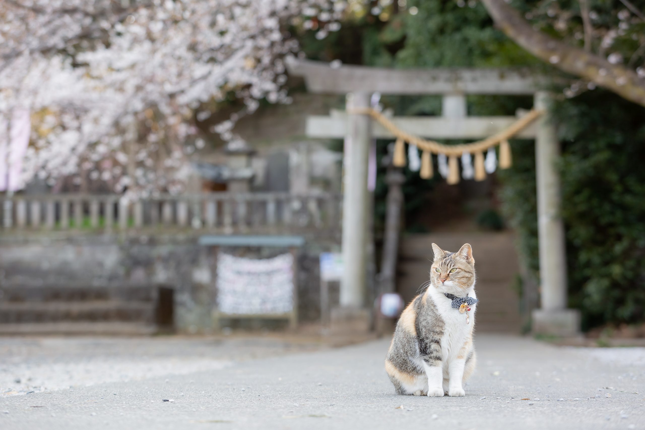 埼玉県・前玉神社の看板ねこ Story.01