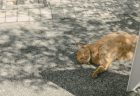 ＜麗しの古都 京都のねこ＞UME SAKURAで出会った京都の地域ねこ