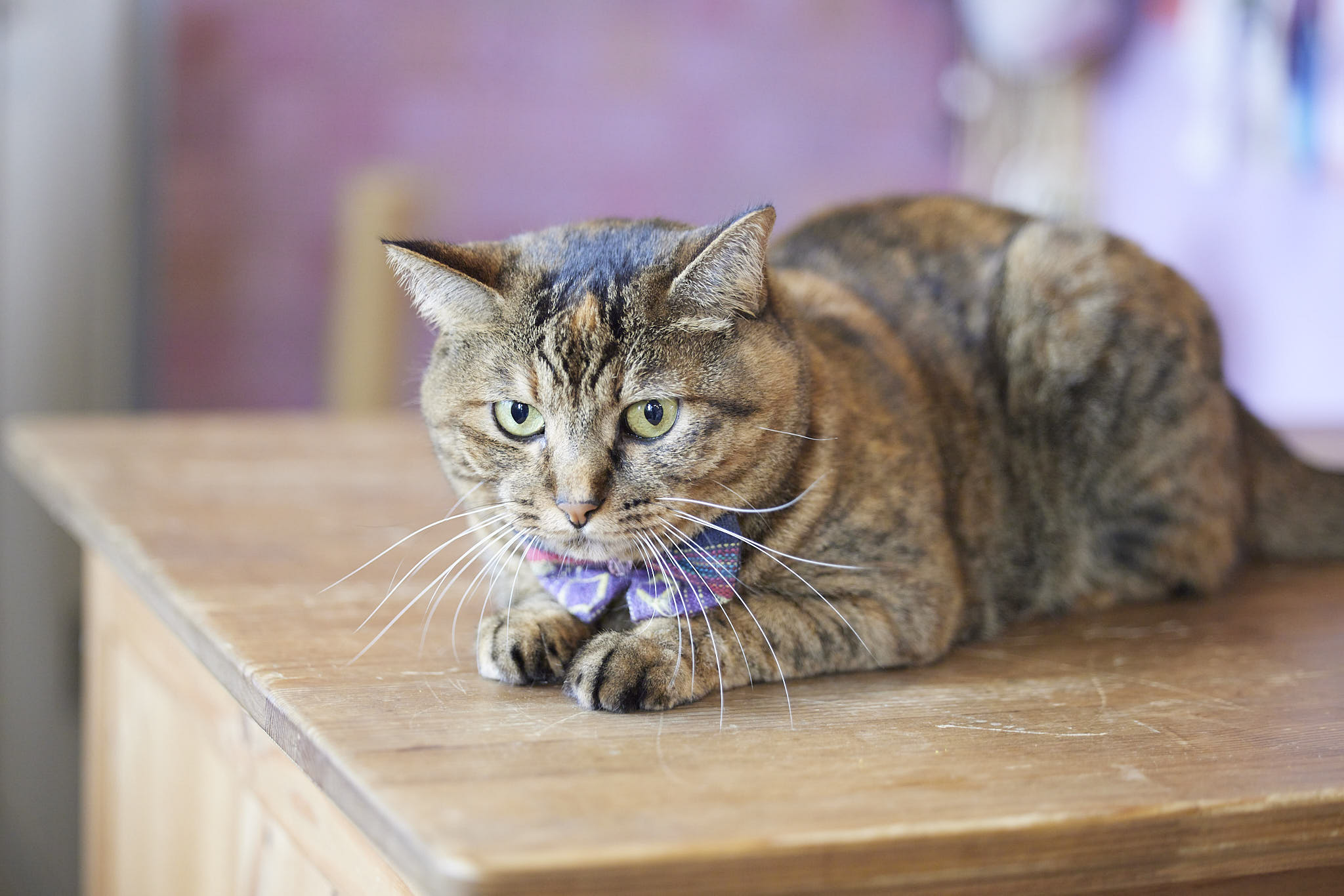 ＜麗しの古都 京都のねこ＞ 花と緑の専門店 tutus flowersの看板ねこ