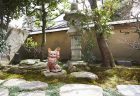 ＜麗しの古都 京都のねこ＞UME SAKURAで出会った京都の地域ねこ