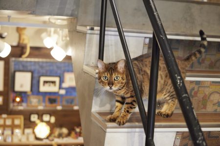 招福アートギャラリー＆クラフト雑貨のお店 ねこふくの看板ねこ