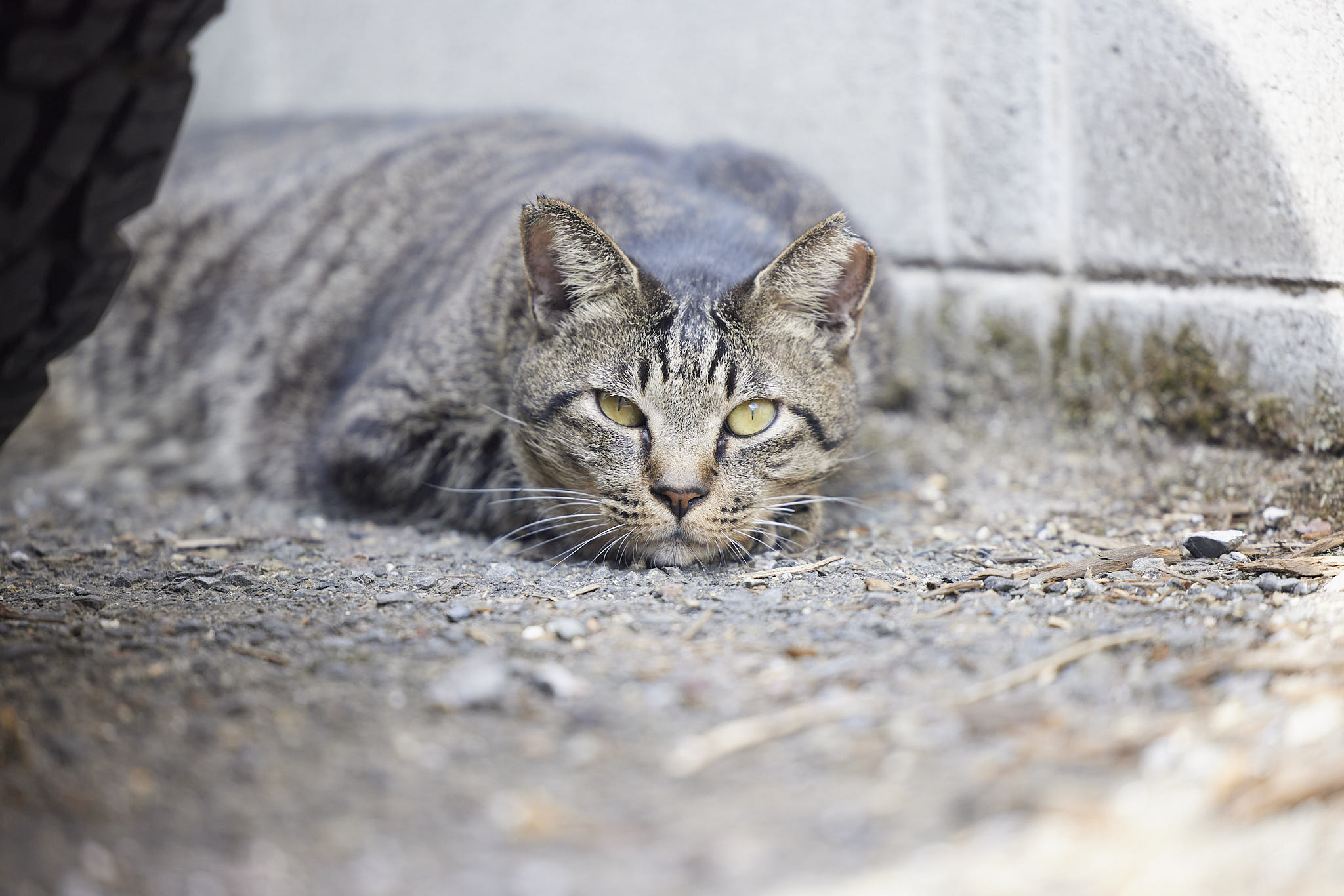 ＜麗しの古都 京都のねこ＞UME SAKURAで出会った京都の地域ねこ