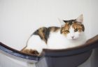 京都 歴史ある花街・五條楽園に佇むポン酢屋 モミポンの看板ねこ