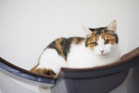 ねこ限定のペットホテル 宿と猫