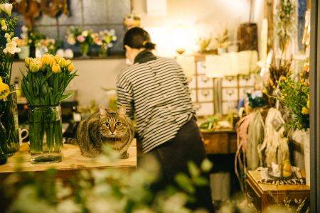 ハーフビルドで建てた小さな花小屋 soranihana で暮らす看板ねこ