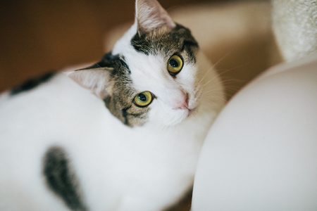 YouTubeで人気のねこ・ひのき猫