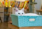 猫好きパティシエールが始めたねこ菓子屋・Bleu le jour