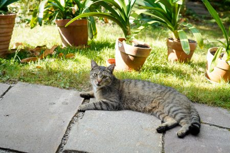 海外猫探訪 ドイツ・シュプレーヴァルトの猫