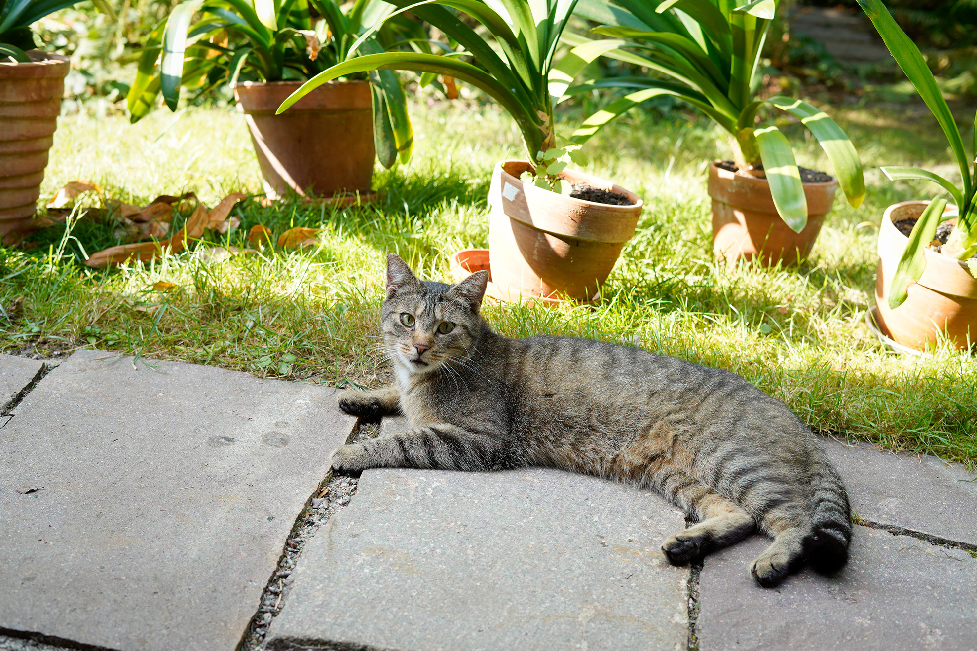 海外猫探訪 ドイツ・シュプレーヴァルトの猫