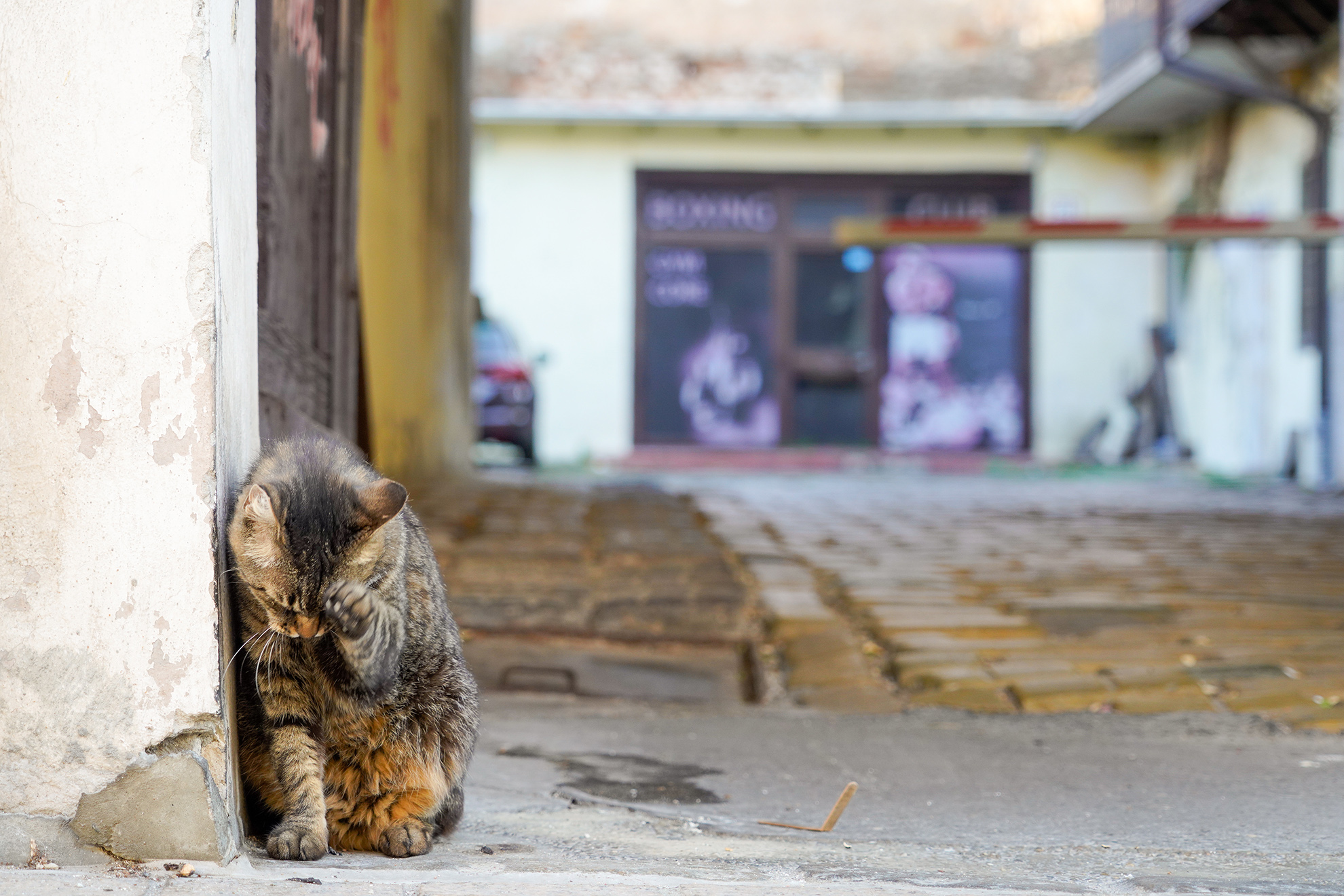 海外猫探訪 クロアチア・ザグレブの猫