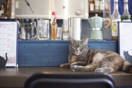 猫好きパティシエールが始めたねこ菓子屋・Bleu le jour